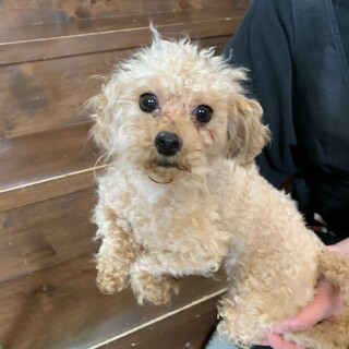 小柄なトイプードルの『プー君』１歳