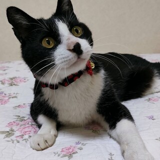 【4/23東銀座】チャップリンくん★２歳