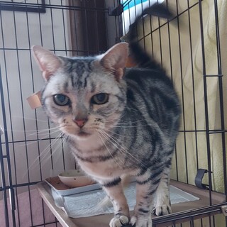 おとなしくて控えめなアメショミックスくん