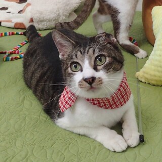 【7/2東銀座】みみ太くん★6歳