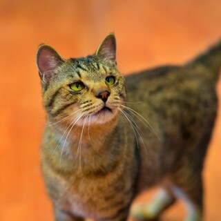 性格抜群！人間大好き『トトロ』９歳