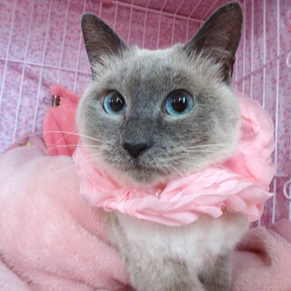 青い目♪おだやかシャム系★シャーロットちゃん３歳