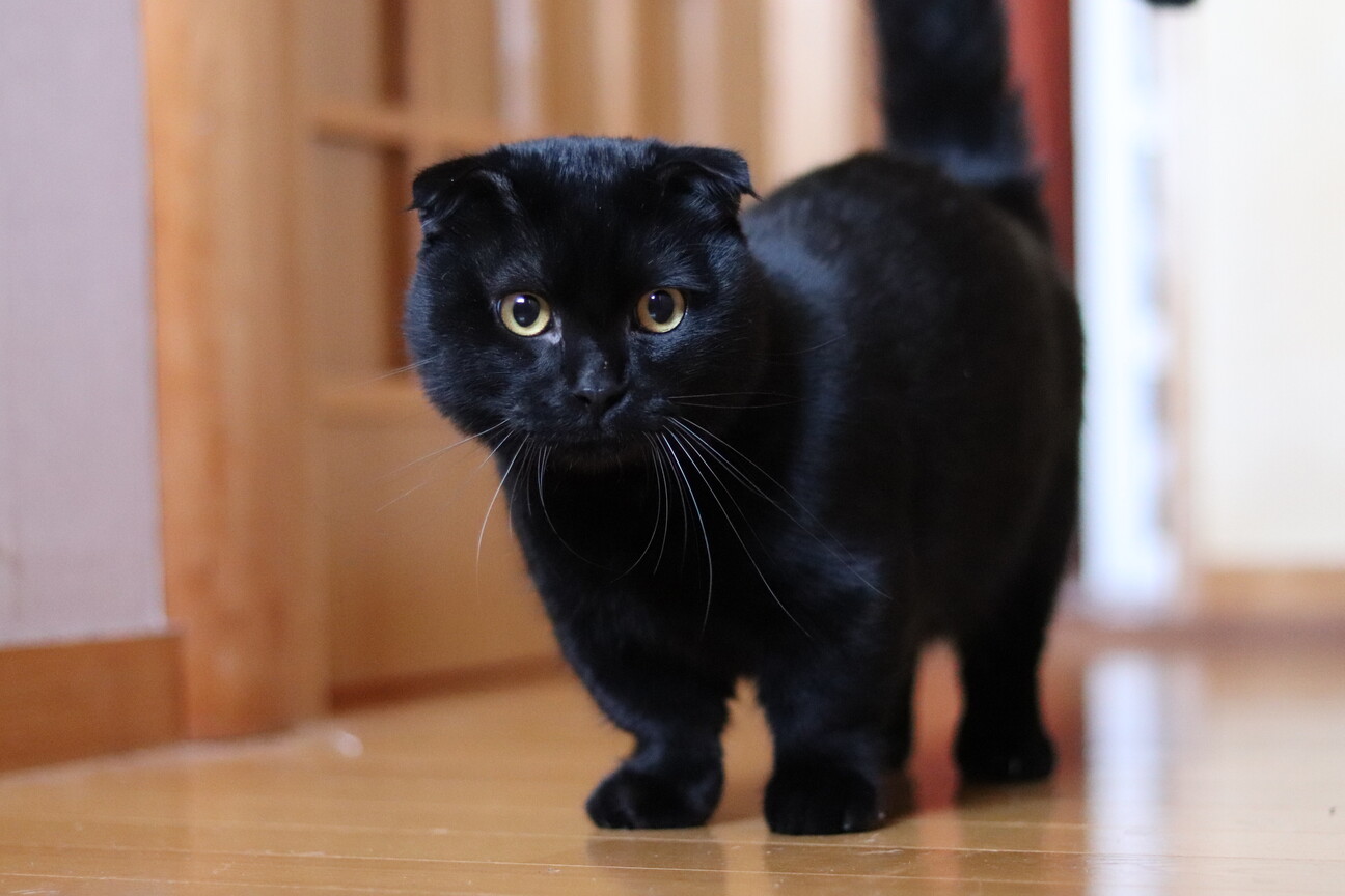 黒猫みんと 耳ピンとしてるね。#黒猫つくねちゃん #Tsukune_chan #猫 #黒猫