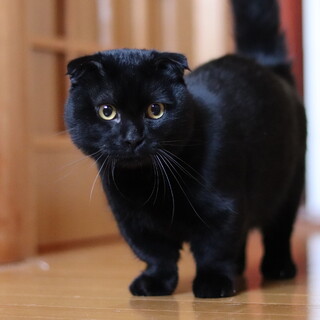 マンチカン×日本猫MIX