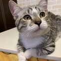 マンチカン×日本猫MIX