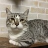 マンチカン×日本猫MIX サムネイル2