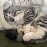 マンチカン×日本猫MIX サムネイル3