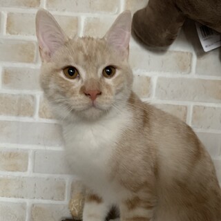 マンチカン×日本猫MIX