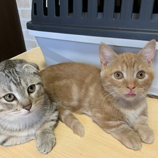 マンチカン×日本猫MIX