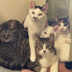 猫ちゃんたちに出来ること