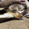 makinuさん