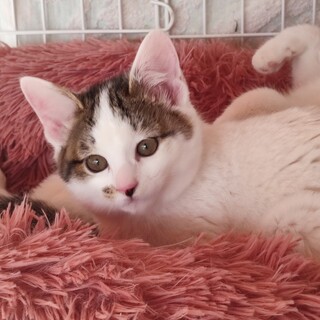 譲渡会にて里親決定