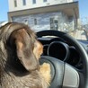 動物病院の先生も看護師さんも、好き。