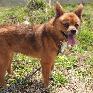 甘えん坊男子☆コンちゃん☆