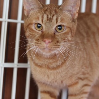 茶トラ あおい君　 里親様募集♡