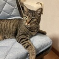 新しい家族を探しています
