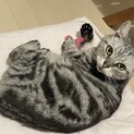 人懐っこいアメショのマリーちゃん