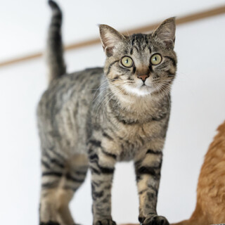 【森ネコ】穏やかな かんみちゃん　他の猫とも仲良し