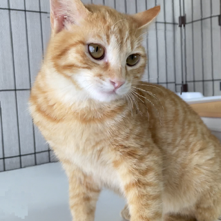 森からやってきた森ネコ・ヒロくん