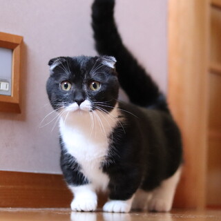 マンチカン×日本猫MIX」福井県 - 猫の里親募集(453477) :: ペットの