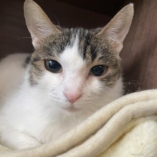 スリゴロしずかちゃん　初心者様にもオススメ