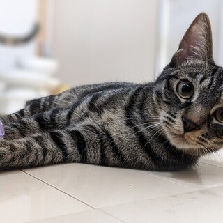 【4/23東日本橋】家中を照らす可愛さ♡リバーくん