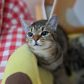 ビビりな甘えん坊☆モモちゃん☆