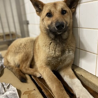 殺処分対象！まだ子供です