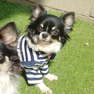 チワワ女の子♥3歳くらい