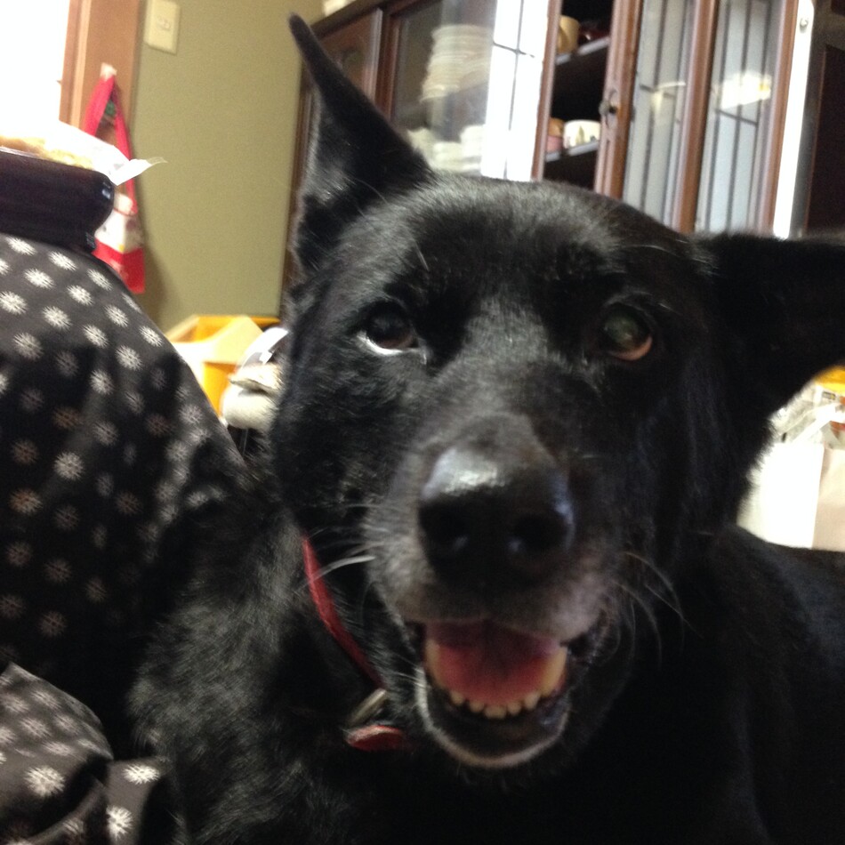 ナナのカバー写真