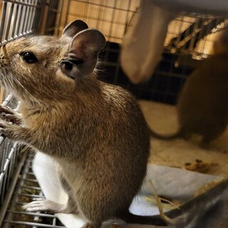 デグーBaby（2ヶ月）至急里親募集