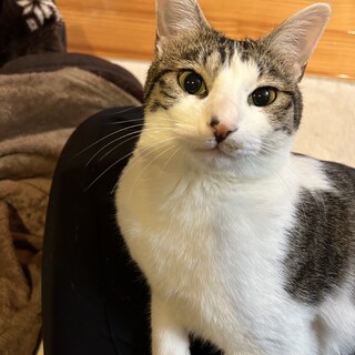 キジシロのゼル君、心は子猫