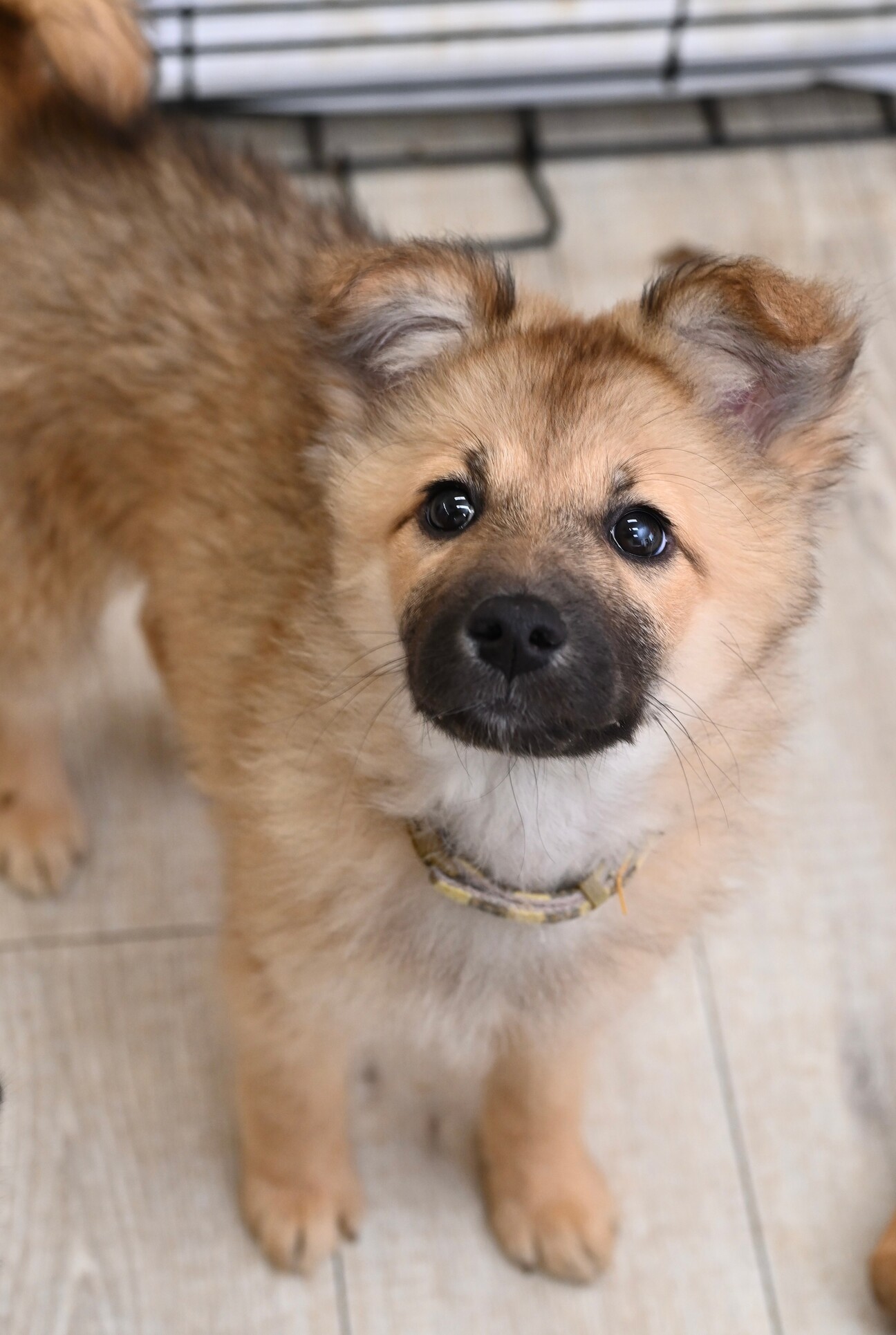セラちゃん❣️」徳島県 - 犬の里親募集(453531) :: ペットのおうち