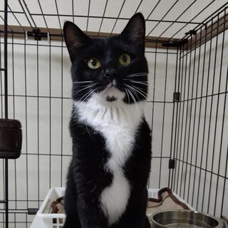 タキシードが映えてるイケニャン★ぽっちくん