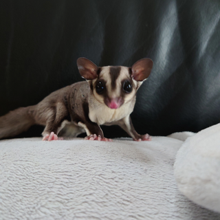 フクロモモンガ（シュガーグライダー）女の子姉妹