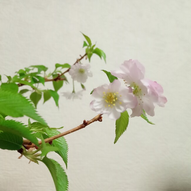 鳥ーズ！のカバー写真