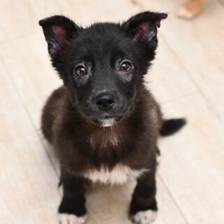 かわいいシュウくん