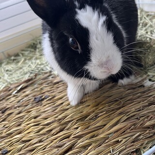 急募 ミニウサギ︎︎  メス