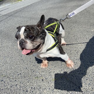 (募集一旦停止)元気なフレブル女の子♪