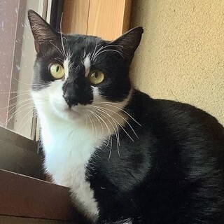 怖がりな保護猫も幸せに！