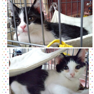 生後約２ヶ月☆仲良し兄妹猫