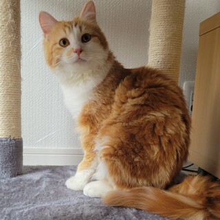 ふわふわ長毛、とっても綺麗な女の子　譲渡金なし