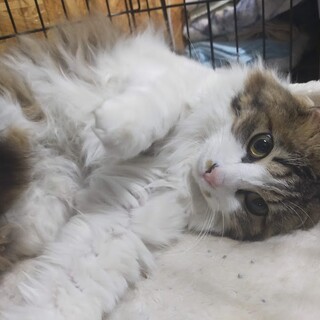 行き場を失ったミク君★性格はなまるボーイ