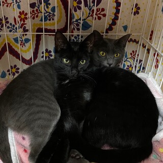 【お見合い歓迎】ラキちゃん、グレちゃん