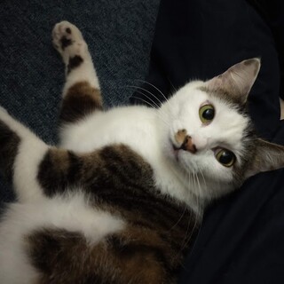 もうお外には戻りたくない！人慣れしてるあけみちゃん