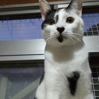 人見知りがない男の子はお鼻がハート♡