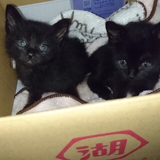 元気な黒猫兄弟です。