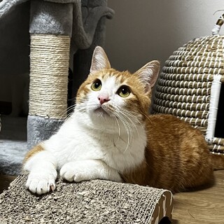 ちょっとビビりなところが可愛い茶白君♂