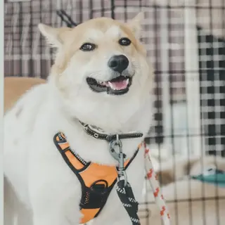 きれいなお顔の 永大（えいた）♂　18kg予想