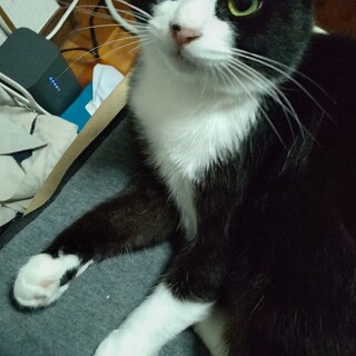 白黒ハチワレのお膝が大好き甘えん坊